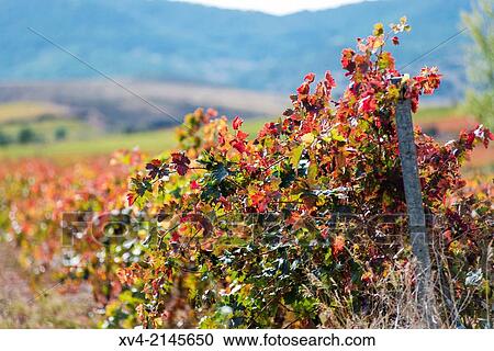 Vineyards of Cariena in autumn, Aragon, Spain. View Large Photo Image Stock Image - Vineyards of Cariena in autumn, Aragon, Spain.. Fotosearch