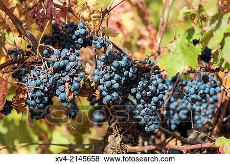 Vineyards of Cariena in autumn, Aragon, Spain. View Large Photo Image Stock Photo - Vineyards of Cariena in autumn, Aragon, Spain.. Fotosearch