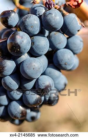 Vineyards of Cariena in autumn, Aragon, Spain. View Large Photo Image Stock Photography - Vineyards of Cariena in autumn, Aragon, Spain.. Fotosearch