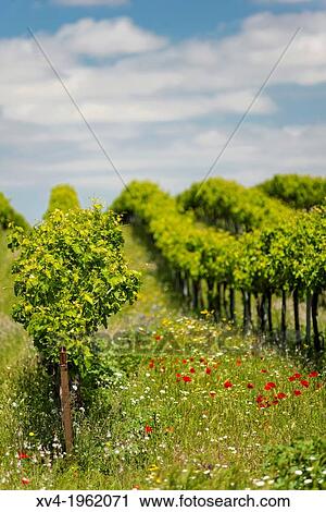 Vineyards of Cariena wine region in spring. Saragossa, Aragon, Spain. View Large Photo Image Stock Image - Vineyards of Cariena wine region in spring. Saragossa, Aragon, Spain.. Fotosearch