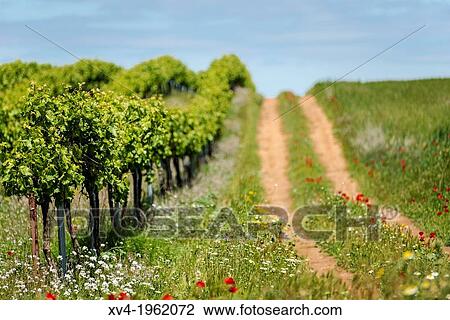 Vineyards of Cariena wine region in spring. Saragossa, Aragon, Spain. View Large Photo Image Stock Image - Vineyards of Cariena wine region in spring. Saragossa, Aragon, Spain.. Fotosearch