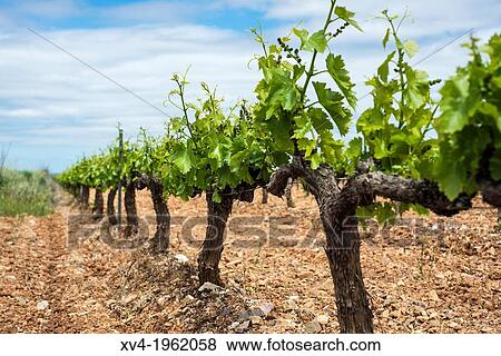 Stock Photo - Vineyards of Cariena wine region in spring. Saragossa, Aragon, Spain.. Fotosearch