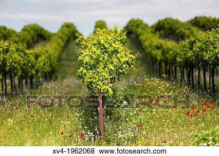 Vineyards of Cariena wine region in spring. Saragossa, Aragon, Spain. View Large Photo Image Stock Photo - Vineyards of Cariena wine region in spring. Saragossa, Aragon, Spain.. Fotosearch