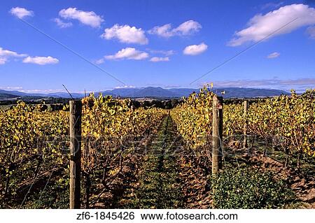 Vineyards of Chandon in Wine Country Southeast Victoria Yarra Mountains near Lilydale Australia View Large Photo Image Stock Photograph - Vineyards of Chandon in Wine Country Southeast Victoria Yarra Mountains near Lilydale Australia. Fotosearch