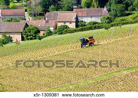 vineyards of Cote Chalonnaise region, Montagny-les-Buxy, Burgundy, France View Large Photo Image Stock Image - vineyards of Cote Chalonnaise region, Montagny-les-Buxy, Burgundy, France. Fotosearch