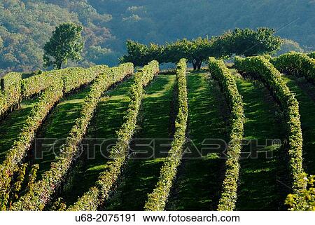 Stock Image - Vineyards of the Hautes-C? tes de Nuits: te grapes used are Pinot Noir for red and ros? and Chardonnay for white wines, Burgundy, France. Fotosearch