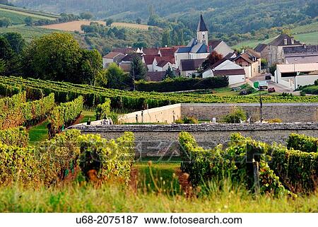 Vineyards of the Hautes-C? tes de Nuits: te grapes used are Pinot Noir for red and ros? and Chardonnay for white wines, Burgundy, France View Large Photo Image Stock Photo - Vineyards of the Hautes-C? tes de Nuits: te grapes used are Pinot Noir for red and ros? and Chardonnay for white wines, Burgundy, France. Fotosearch