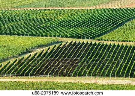 Stock Photo - Vineyards of the Hautes-C? tes de Nuits: te grapes used are Pinot Noir for red and ros? and Chardonnay for white wines, Burgundy, France. Fotosearch