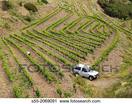 Vineyards, Priorat, Catalonia, Spain. View Large Photo Image Stock Image - Vineyards, Priorat, Catalonia, Spain.. Fotosearch