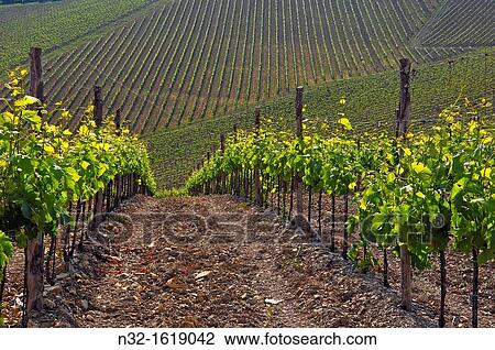 Vineyards, Radda in Chianti, Chianti, Tuscany landscape, Siena Province, Tuscany, Italy View Large Photo Image Stock Image - Vineyards, Radda in Chianti, Chianti, Tuscany landscape, Siena Province, Tuscany, Italy. Fotosearch