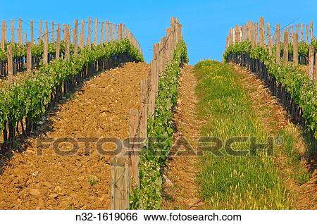 Vineyards, Radda in Chianti, Chianti, Tuscany landscape, Siena Province, Tuscany, Italy View Large Photo Image Stock Photograph - Vineyards, Radda in Chianti, Chianti, Tuscany landscape, Siena Province, Tuscany, Italy. Fotosearch