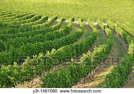 Vineyards, San Gusme, Chianti region, Tuscany, Italy View Large Photo Image Stock Image - Vineyards, San Gusme, Chianti region, Tuscany, Italy. Fotosearch