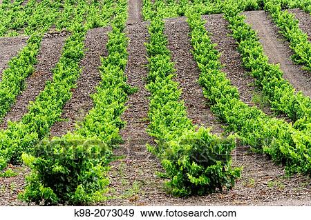 Vineyards (Vignoble du Languedoc-Rousillon), Pyrenees-Orientales, France View Large Photo Image Stock Photo - Vineyards (Vignoble du Languedoc-Rousillon), Pyrenees-Orientales, France. Fotosearch