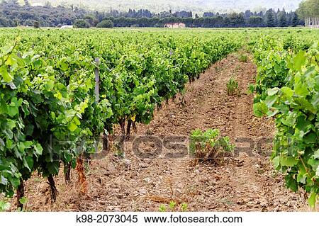 Vineyards (Vignoble du Languedoc-Rousillon), Pyrenees-Orientales, France View Large Photo Image Stock Photography - Vineyards (Vignoble du Languedoc-Rousillon), Pyrenees-Orientales, France. Fotosearch