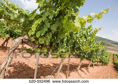 Vineyards. Villamayor de Monjard? n. Near Estella. Navarra. Spain View Large Photo Image Stock Photograph - Vineyards. Villamayor de Monjard? n. Near Estella. Navarra. Spain. Fotosearch
