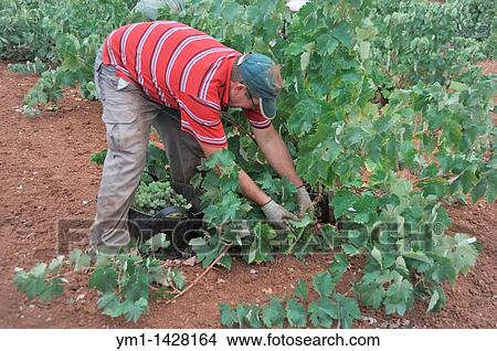 Vintage, harvesting wine grapes, Las Rozas, Almendralejo, Badajoz province, Extremadura, Spain View Large Photo Image Picture - Vintage, harvesting wine grapes, Las Rozas, Almendralejo, Badajoz province, Extremadura, Spain. Fotosearch