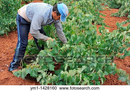 Vintage, harvesting wine grapes, Las Rozas, Almendralejo, Badajoz province, Extremadura, Spain View Large Photo Image Stock Image - Vintage, harvesting wine grapes, Las Rozas, Almendralejo, Badajoz province, Extremadura, Spain. Fotosearch