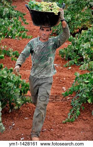 Vintage, harvesting wine grapes, Las Rozas, Almendralejo, Badajoz province, Extremadura, Spain View Large Photo Image Stock Image - Vintage, harvesting wine grapes, Las Rozas, Almendralejo, Badajoz province, Extremadura, Spain. Fotosearch