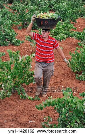 Vintage, harvesting wine grapes, Las Rozas, Almendralejo, Badajoz province, Extremadura, Spain View Large Photo Image Stock Image - Vintage, harvesting wine grapes, Las Rozas, Almendralejo, Badajoz province, Extremadura, Spain. Fotosearch