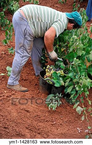 Vintage, harvesting wine grapes, Las Rozas, Almendralejo, Badajoz province, Extremadura, Spain View Large Photo Image Stock Image - Vintage, harvesting wine grapes, Las Rozas, Almendralejo, Badajoz province, Extremadura, Spain. Fotosearch