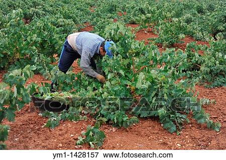 Vintage, harvesting wine grapes, Las Rozas, Almendralejo, Badajoz province, Extremadura, Spain View Large Photo Image Stock Photo - Vintage, harvesting wine grapes, Las Rozas, Almendralejo, Badajoz province, Extremadura, Spain. Fotosearch