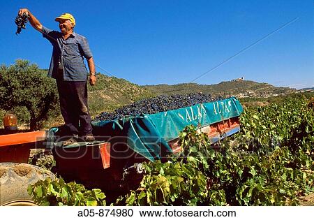 Vintage, Salas Altas, Somontano wine region. Huesca province, Aragon, Spain View Large Photo Image Stock Image - Vintage, Salas Altas, Somontano wine region. Huesca province, Aragon, Spain. Fotosearch