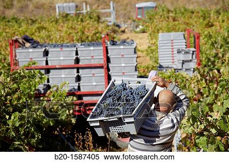 Vintage, Tempranillo grape, Vineyards, Bodegas Baigorri, Samaniego, Araba, Rioja Alavesa, Basque Country, Spain View Large Photo Image Stock Photography - Vintage, Tempranillo grape, Vineyards, Bodegas Baigorri, Samaniego, Araba, Rioja Alavesa, Basque Country, Spain. Fotosearch