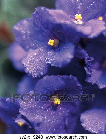 Viola flower, detail View Large Photo Image Stock Image - Viola flower, detail. Fotosearch