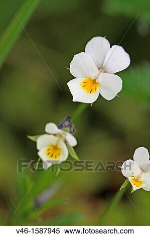 Viola kitaibeliana in flower Radlice, Czech Republic Miniature small white violet with yellow center and purple markings View Large Photo Image Stock Photography - Viola kitaibeliana in flower Radlice, Czech Republic Miniature small white violet with yellow center and purple markings. Fotosearch