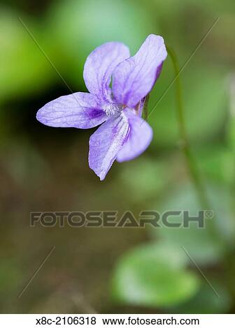 Viola odorata, common names: wood violet, sweet violet, English violet, common violet, florist's violet, or garden violet in full bloom. Europe, Eastern Europe, Hungary, April. View Large Photo Image Stock Photo - Viola odorata, common names: wood violet, sweet violet, English violet, common violet, florist's violet, or garden violet in full bloom. Europe, Eastern Europe, Hungary, April.. Fotosearch