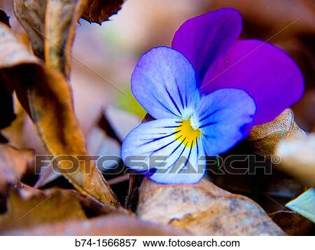 viola View Large Photo Image Stock Photo - viola. Fotosearch