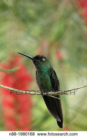 Stock Photo - Violet-fronted Brilliant Hummingbird Venezuela.. Fotosearch