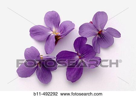 Violet, herb, medicinal plant, spice, Viola odorata View Large Photo Image Stock Image - Violet, herb, medicinal plant, spice, Viola odorata. Fotosearch