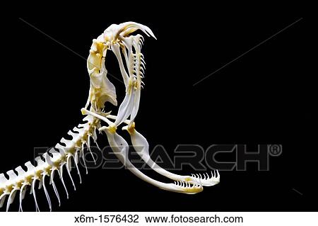 Stock Image - Viper head skeleton. Fotosearch