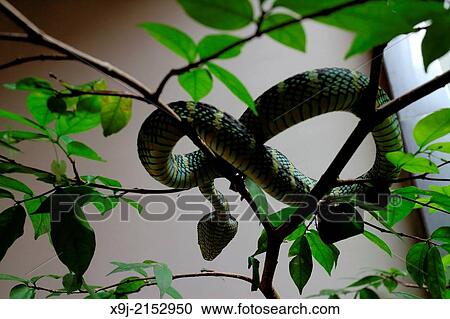 Viper in a tree, the snake temple, Georgetown, Penang, Malaysia View Large Photo Image Stock Image - Viper in a tree, the snake temple, Georgetown, Penang, Malaysia. Fotosearch