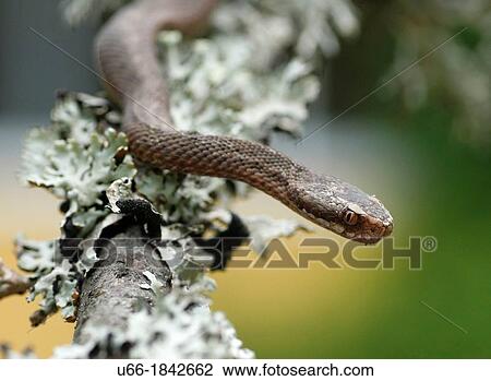 Viper Vipera berus Sweden. View Large Photo Image Stock Image - Viper Vipera berus Sweden.. Fotosearch