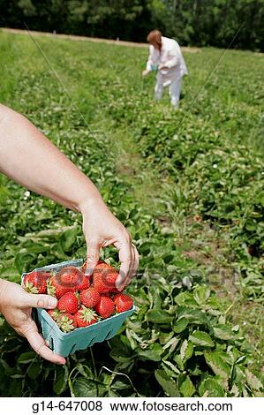 Virginia Beach, Pungo, Henley Farm Market, pick your own strawberries, field, carton. Virginia. USA. View Large Photo Image Stock Photo - Virginia Beach, Pungo, Henley Farm Market, pick your own strawberries, field, carton. Virginia. USA.. Fotosearch