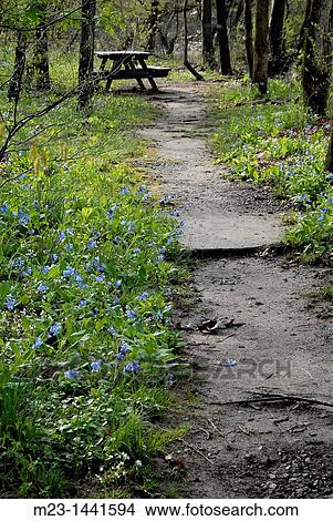 Virginia bluebells grow by a path leading to a picnic bench, Pennsylvania, USA View Large Photo Image Picture - Virginia bluebells grow by a path leading to a picnic bench, Pennsylvania, USA. Fotosearch