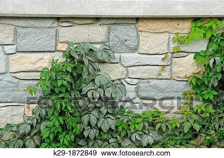Virginia creeper Parthenocissus quinquefolia on a rock bridge at the Morningstar Mill, Thorold, Ontario, Canada View Large Photo Image Stock Photo - Virginia creeper Parthenocissus quinquefolia on a rock bridge at the Morningstar Mill, Thorold, Ontario, Canada. Fotosearch