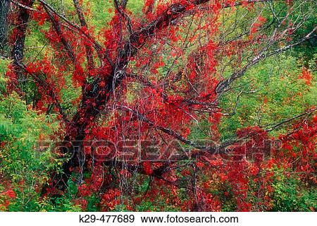 Virginia creeper (Parthenocissus quinquefolia) autumn foliage of creeper climbing black willow tree trunk. Sudbury. Ontario. Canada. View Large Photo Image Stock Photo - Virginia creeper (Parthenocissus quinquefolia) autumn foliage of creeper climbing black willow tree trunk. Sudbury. Ontario. Canada.. Fotosearch