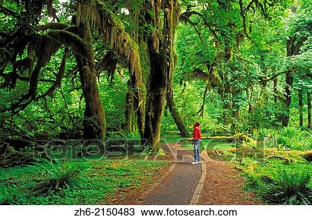 Visitor on the Hall of Mosses Trail, Hoh Rain Forest, Olympic National Park, Washington USA. View Large Photo Image Stock Image - Visitor on the Hall of Mosses Trail, Hoh Rain Forest, Olympic National Park, Washington USA.. Fotosearch