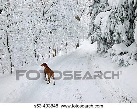 Viszla dog looks out over a snow covered valley View Large Photo Image Stock Photo - Viszla dog looks out over a snow covered valley. Fotosearch