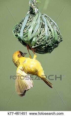 Vitelline-masked Weaver (Ploceus vitellinus), male, at nest. Lake Bogoria, Kenya View Large Photo Image Stock Image - Vitelline-masked Weaver (Ploceus vitellinus), male, at nest. Lake Bogoria, Kenya. Fotosearch