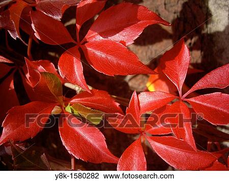 Stock Image - Vitis climber red leaves. Fotosearch