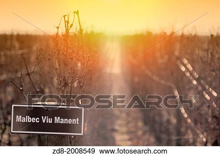 viu manent vineyards in colchagua valley. View Large Photo Image Stock Photo - viu manent vineyards in colchagua valley.. Fotosearch