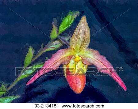 Stock Image - Vivid multicolored paphiopedilum orchid.. Fotosearch