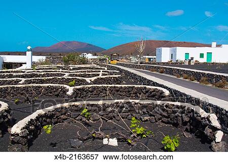 Volcanic shelters for crops, vineyard, Yaiza, Lanzarote, Canary Islands, Spain, Europe. View Large Photo Image Stock Photo - Volcanic shelters for crops, vineyard, Yaiza, Lanzarote, Canary Islands, Spain, Europe.. Fotosearch