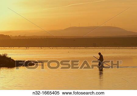 Volunteer at dawn, Fuente de Piedra Lagoon, MBlaga province, Andalusia, Spain, Europe View Large Photo Image Stock Photography - Volunteer at dawn, Fuente de Piedra Lagoon, MBlaga province, Andalusia, Spain, Europe. Fotosearch