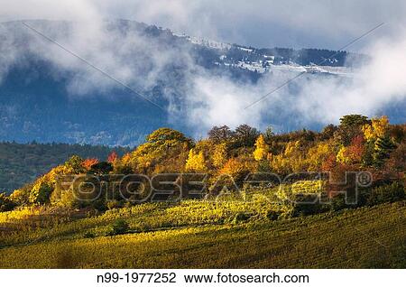 Stock Image - Vosges, outliers with vineyards, colours of autumn, Alsace, France.. Fotosearch