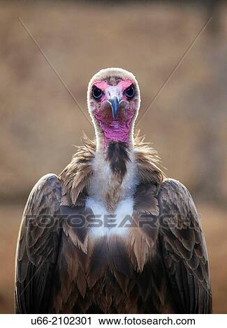 Vulture, Tenerife, Canary Islands, Spain View Large Photo Image Stock Image - Vulture, Tenerife, Canary Islands, Spain. Fotosearch